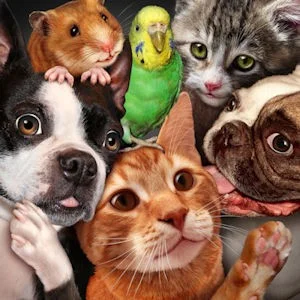 excellent pet carpet cleaning